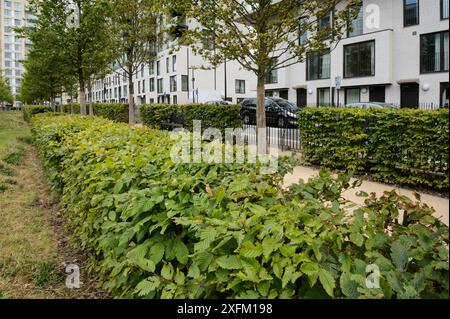 Umweltanreicherung in Wohnsiedlung - Hainbuchenhecken um East Village Housing am Standort Olympic Village, Stratford, London, UK 2014 Stockfoto