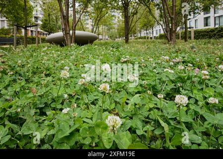 Umweltanreicherung in Wohnsiedlung mit Klee für Bienenfutter, East Village Housing am Standort von Olympic Village, Stratford, London, UK 2014 Stockfoto