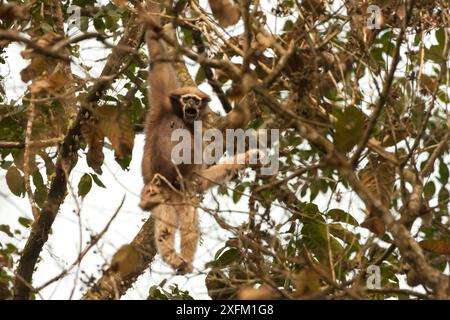 Westernhoolock Gibbon (Hookock Hoolock) weiblich in Baum, Assam, Indien. Stockfoto