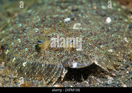 Leopardenflunder-Fisch (Bothus pantherinus). Lembeh-Straße, Nord-Sulawesi, Indonesien. Stockfoto