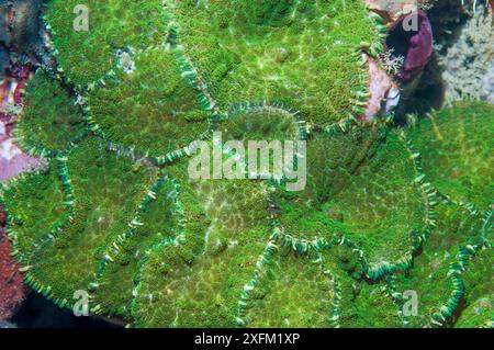 Diskettenanemonen (Discosoma sp) Lembeh Strait, Nord-Sulawesi, Indonesien. Stockfoto