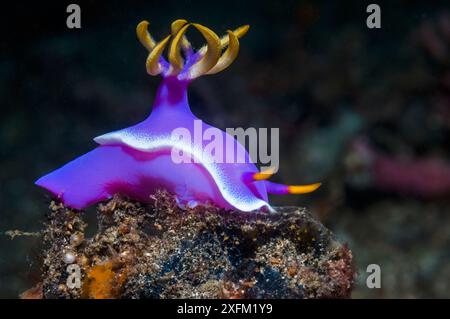 Nacktschnecke (Hypselodoris apolegma) Lembeh Strait, Nord-Sulawesi, Indonesien. Stockfoto