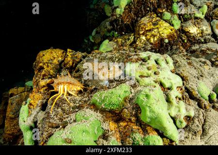 Zwerg-/Zwergskulpin (Procottus gurwicii) und Süßwasserisopod, Amphipoden gammarus (Acanthogammarus victorii), Baikalsee, Sibirien, Russland. Stockfoto