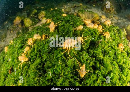 Mehrere Süßwasserisopoden, Amphipoden Gammarus (Acanthogammarus victorii), Baikalsee, Sibirien, Russland Stockfoto