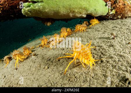 Süßwasser Isopoden, Höhlenflohkrebs Gammarus (Acanthogammarus Victorii), Baikalsee, Sibirien, Russland Stockfoto