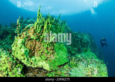 Taucher und endemischer Schwamm (Lubomirskia baicalensis), Baikalsee, Sibirien, Russland. Stockfoto