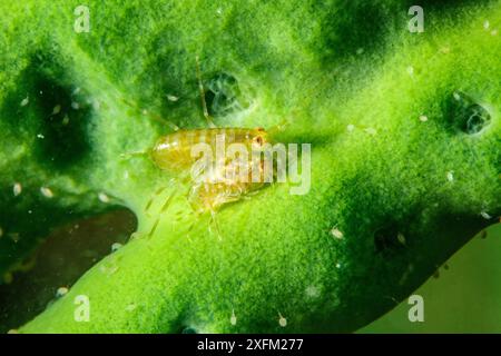 Süßwasserisopoden (Ommatogammarus flavus) auf Baikalschwamm (Lubomirskia baicalensis), Baikalsee, Sibirien, Russland. Stockfoto