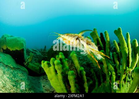 Süßwasserisopod (Acanthogammarus lappaceus) und Baikalschwamm (Lubomirskia baicalensis), Baikalsee, Sibirien, Russland. Stockfoto