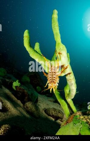 Süßwasserisopod (Acanthogammarus lappaceus) auf Baikalschwamm (Lubomirskia baicalensis), Baikalsee, Sibirien, Russland. Stockfoto