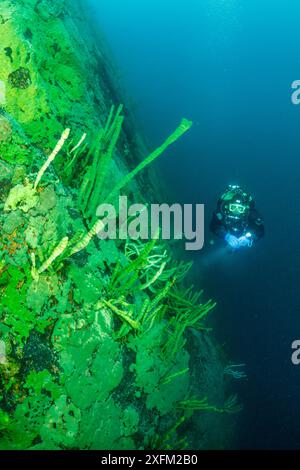 Taucher und endemischer Baikalschwamm (Lubomirskia baicalensis), Baikalsee, Sibirien, Russland. Stockfoto