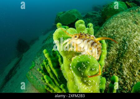 Süßwasserisopod (Acanthogammarus lappaceus) auf Baikalschwamm (Lubomirskia baicalensis), Baikalsee, Sibirien, Russland. Stockfoto