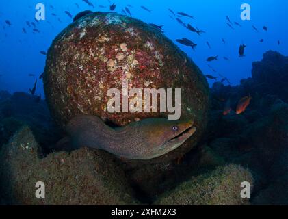 Panamic Green Moray (Gymnothorax castaneus), San Benedicto Island, Revillagigedo Archipel Biosphärenreservat / Archipielago de Revillagigedo UNESCO-Weltkulturerbe (Socorro-Inseln), Pazifik, Westmexiko, März Stockfoto