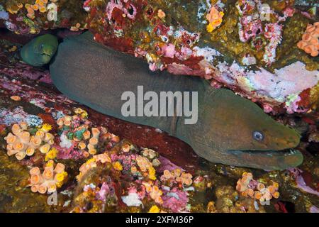 Panamic Green Moray (Gymnothorax castaneus), Roca Partida Island, Revillagigedo Archipel Biosphärenreservat / Archipielago de Revillagigedo UNESCO-Weltkulturerbe (Socorro-Inseln), Pazifik, Westmexiko, März Stockfoto