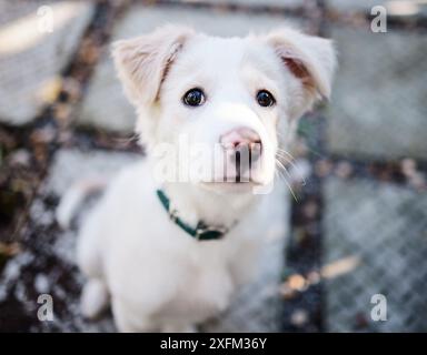 Welpe, süß und draußen im Garten, Porträt und Natur des Hauses, Haustier und Wellness für Tier und gesund. Hund, Garten und Haus auf Terrasse, Sommer und Stockfoto