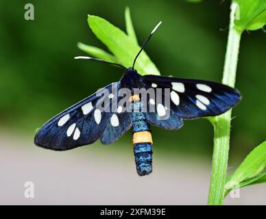 Neunfleckige Motte oder Gelbgürtel burnet (Amata phegea) Stockfoto