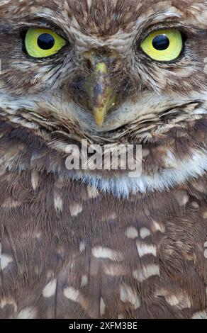 Clarion Grabens der Eule (Athene cunicularia rostrata), Clarion Insel, Revillagigedo Archipel Biosphärenreservat/Inselgruppe de Revillagigedo UNESCO Weltnaturerbe (Socorro Inseln), Pazifischer Ozean, Western Mexiko, Januar Stockfoto