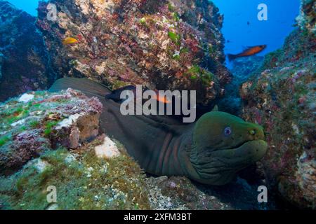 Panamic Green Moray (Gymnothorax castaneus), San Benedicto Island, Revillagigedo Archipel Biosphärenreservat / Archipielago de Revillagigedo UNESCO-Weltkulturerbe (Socorro-Inseln), Pazifik, Westmexiko, April Stockfoto