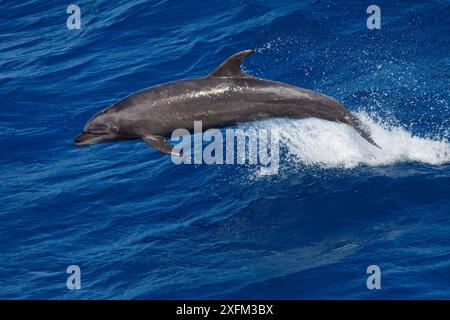 Großer Tümmler (Tursiops truncatus), San Benedicto Island, Revillagigedo Archipel Biosphärenreservat / Archipielago de Revillagigedo UNESCO-Weltkulturerbe (Socorro-Inseln), Pazifik, Westmexiko, April Stockfoto