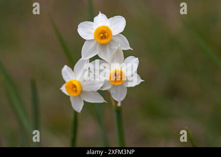 Polyanthus narcissus (Narcissus tazetta) neben einer Schiene im Marais de Capeau, Camargue, Frankreich, Februar 2016. Nicht Ex. Stockfoto