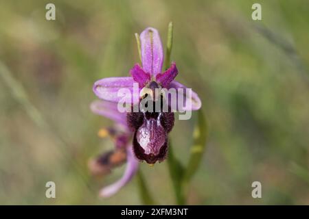 Drome ophrys (Ophrys drumana) in der Wildblumenwiese, Plan-de-Baix Drome Region, Vercors Regional Natural Park, Vercors France, Juni 2016. Nicht Ex. Stockfoto