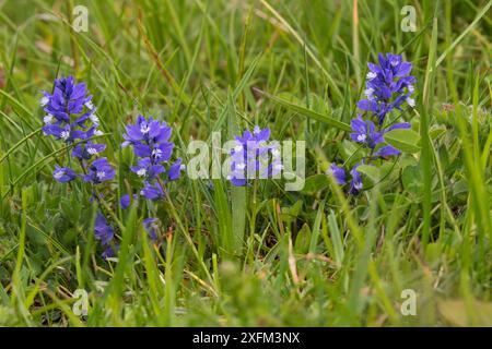 Schönes Milchkraut (Polygala vulgaris subsp. Rosea) in der Almwiese Plateaude Beurre Vercors regionaler Naturpark Vercors Frankreich Juni 2016. Nicht Ex Stockfoto