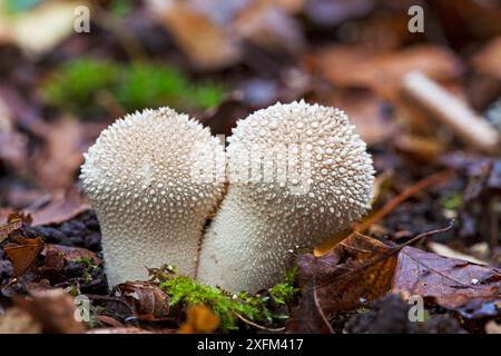 Papageientaucher (Lycoperdon perlatum) wächst durch Laubstreu in Laubwäldern nahe Buckhill Hole, New Forest National Park, Hampshire, England, Großbritannien, Oktober 2015. Stockfoto