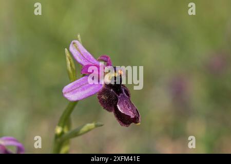 Drome ophrys (Ophrys drumana) in der Wildblumenwiese, Plan-de-Baix Drome Region, Vercors Regional Natural Park, Vercors, Frankreich, Juni 2016. Stockfoto