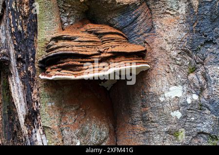 Südbügel (Ganoderma australe) wächst auf Buche (Fagus sylvatica) Anderwood Inclosure, New Forest National Park, Hampshire, England, Vereinigtes Königreich. Oktober 2014. Stockfoto