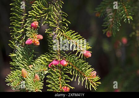 Europäische Silbertanne (Abies alba) weibliche Blüten, Haut Plateau Reserve, regionaler Naturpark Vercors, Vercors, Frankreich, Juni 2016. Stockfoto