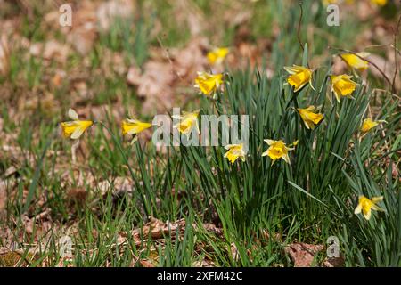 Wilddaffodil (Narcissus pseudonarcissus) Pamber Forest, Hampshire und Isle of Wight Wildlife Trust Reserve, Pamber Heath, Hampshire England UK 2016 Stockfoto