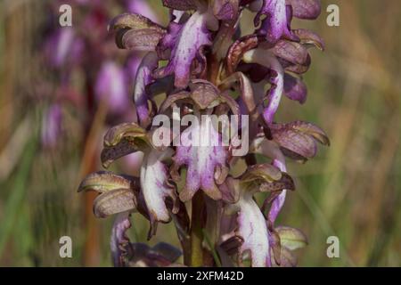 Riesenorchidee (Himantoglossum robertiana) am Straßenrand bei Orgon, Frankreich, Februar 2016. Stockfoto