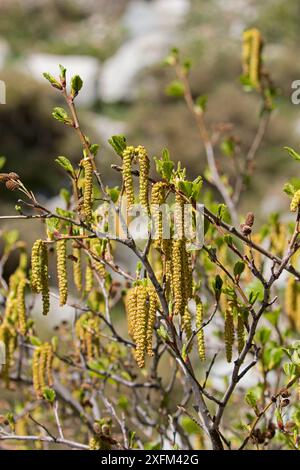 Grünerle (Alnus alnobetula subsp. Suaveolens) Catkins Restonica Valley, Korsika, Frankreich, Mai 2016 Stockfoto