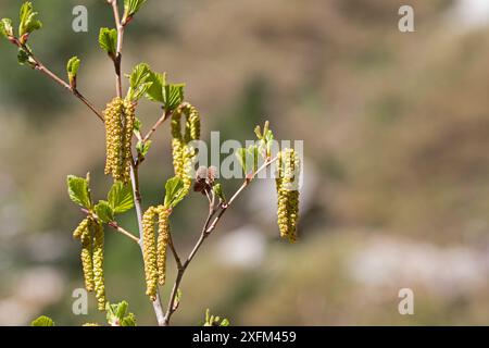 Grünerle (Alnus alnobetula subsp. Suaveolens) Catkins Restonica Valley, Korsika, Frankreich, Mai 2016. Stockfoto