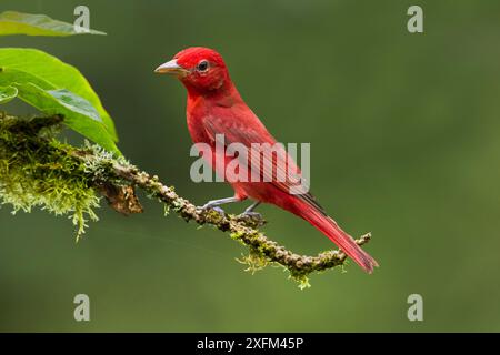 Sommertanager (Piranga rubra), erwachsener Männchen, auf einem Zweig im Tiefland Rainforest, Costa Rica. Stockfoto