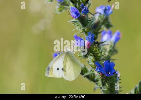 Kleiner weißer Schmetterling (Pieris rapae) auf Viper-Bugloss (Echium vulgare). Kent, Großbritannien. Juli Stockfoto