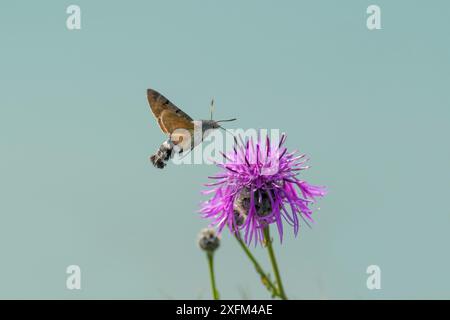 Kolibri-Falkenmotte (Macroglossum stellatarum), die sich an gewöhnlichem Knabenkraut (Centaurea nigra) ernährt. Kreidefelsen, Kent. Juli Stockfoto