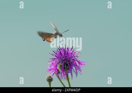 Kolibri-Falkenmotte (Macroglossum stellatarum), die sich an gewöhnlichem Knabenkraut (Centaurea nigra) ernährt. Kreidefelsen, Kent. Juli Stockfoto