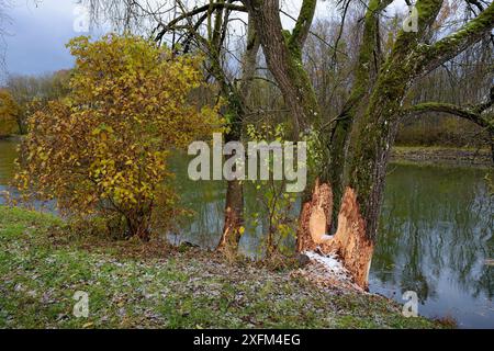 Biberspuren (Castor Fiber) auf der Basis des Baumes, Lac de Neuchatel, Schweiz, November Stockfoto