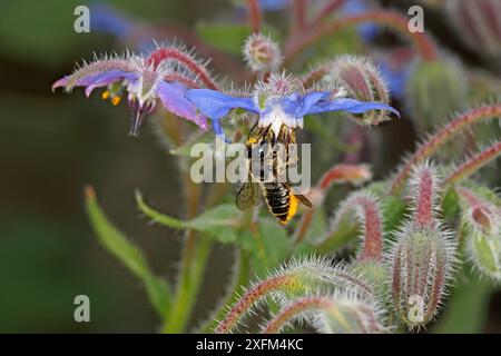 Patchwork-Blattschneider-Biene (Megachile centuncularis) Fütterung von Borretschblüten (Borago officinalis) im Garten, Cheshire, Großbritannien, Juli. Stockfoto