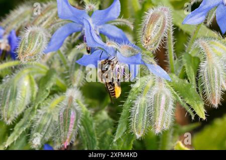 Patchwork-Blattschneider-Biene (Megachile centuncularis) Fütterung von Borretschblüten (Borago officinalis) im Garten, Cheshire, Großbritannien, Juli. Stockfoto