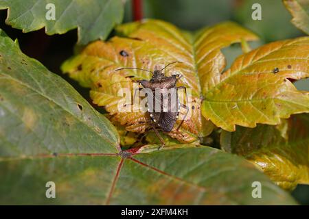 Rotbeinige Schildkäfer (Pentatoma rufipes), die auf Blatt im Wald ruhen, Cheshire, Großbritannien, Juli. Stockfoto