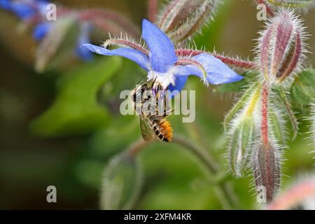 Blattschneiderbiene (Megachile centuncularis), die Borretschblüte (Borago officinalis) im Garten, Cheshire, ernährt. Großbritannien, Juli. Stockfoto