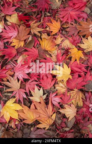 Gefallene Ahornblätter (Acer sp.) Im Herbst Stockfoto