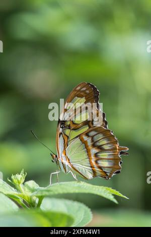 Malachit-Schmetterling (Siproeta stelenes) gefangen in Butterfly House, Devon, Großbritannien Stockfoto