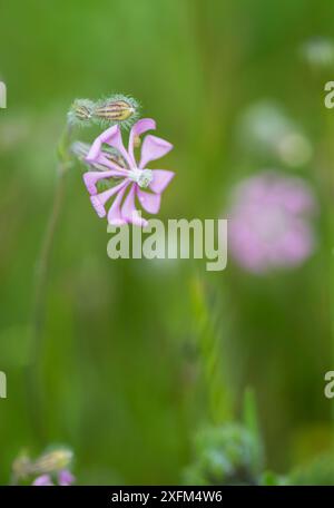 Rosafarbene Fliege (Silene colorata), Extremadura, Spanien Stockfoto