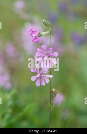 Rosafarbene Fliege (Silene colorata), Extremadura, Spanien Stockfoto