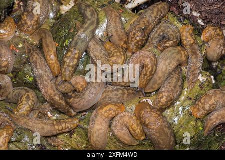 Gelbe Schnecke (Limax flavus), die nachts im Kompostbehälter entnommen wird. Surrey, Großbritannien. Stockfoto