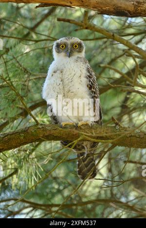 Mächtige Eule (Ninox strenua) vor kurzem Jungtiere, Victoria, Australien Stockfoto