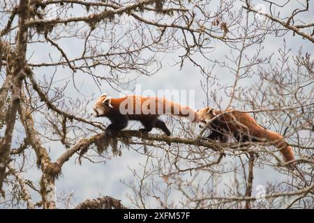 Rote Panda (Ailurus fulgens) untererwachsene Geschwister, die entlang eines Baumzweigs im Singalila-Nationalpark, Westbengalen, Indien, spazieren. Stockfoto