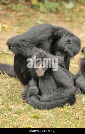 Kolumbianischer Spinnenaffen (Ateles fusciceps rufiventris), der einen anderen, Gefangenen pflegt. Bedrohte Tierarten. Stockfoto